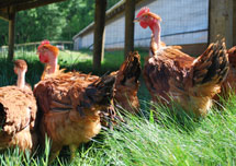 Poulet Rouge Fermier  Photo courtesy of Joyce Farms
